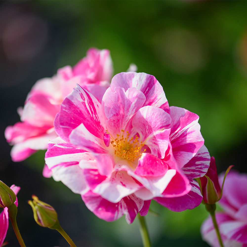 Introducing The King's Rose™