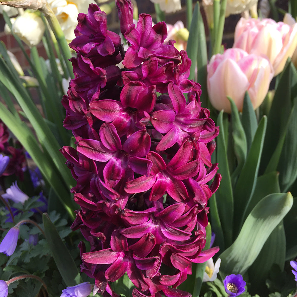 Hyacinth ‘Woodstock’ Bulbs (Pack of 5)