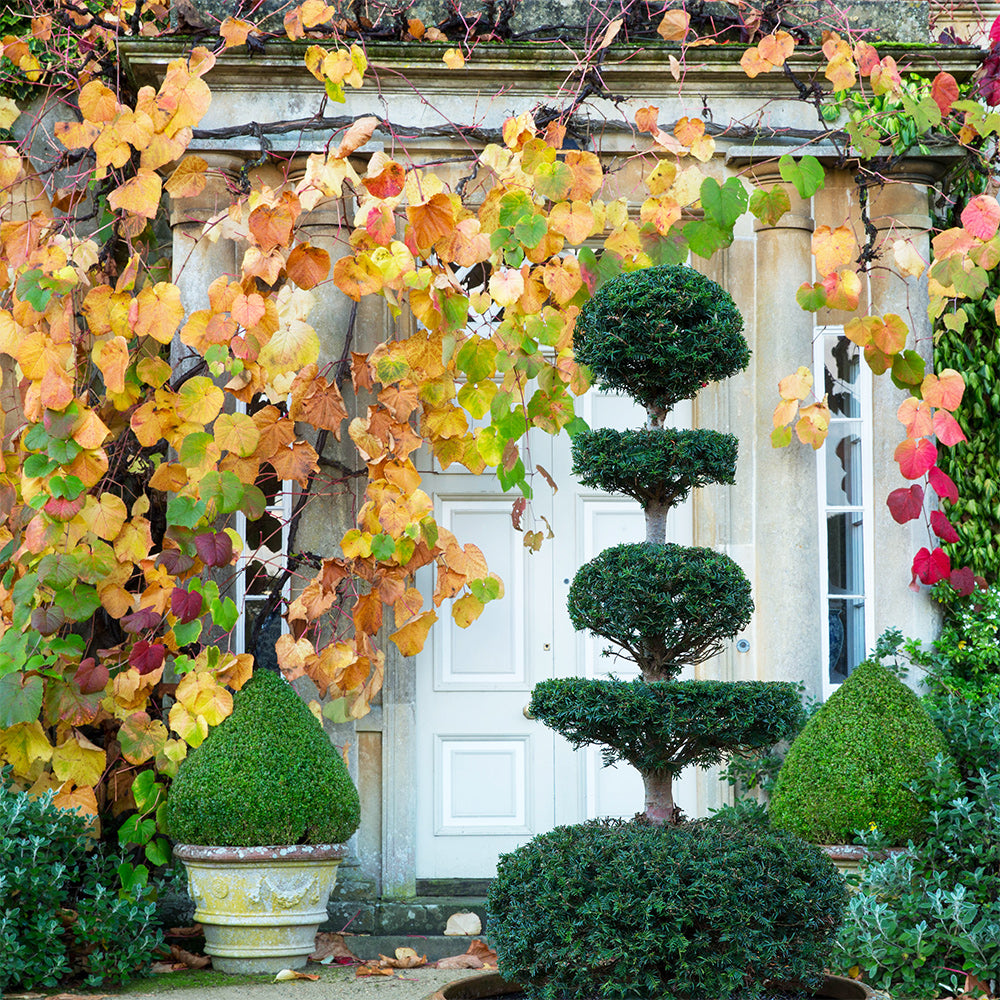 Autumn Garden Tips