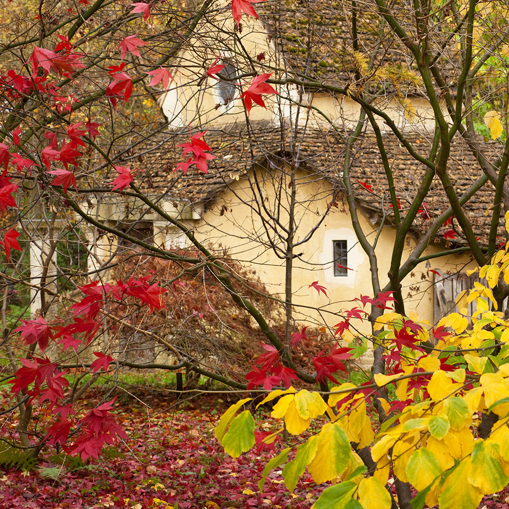 Autumn Highlights: The changing colours of Highgrove