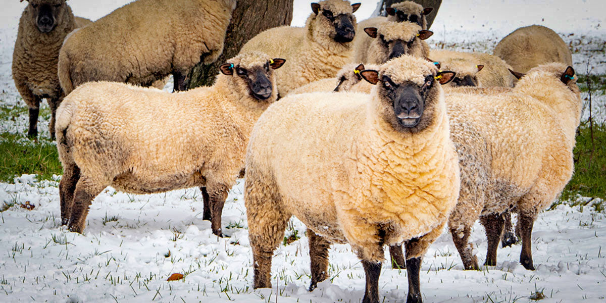 Campaign for Wool
