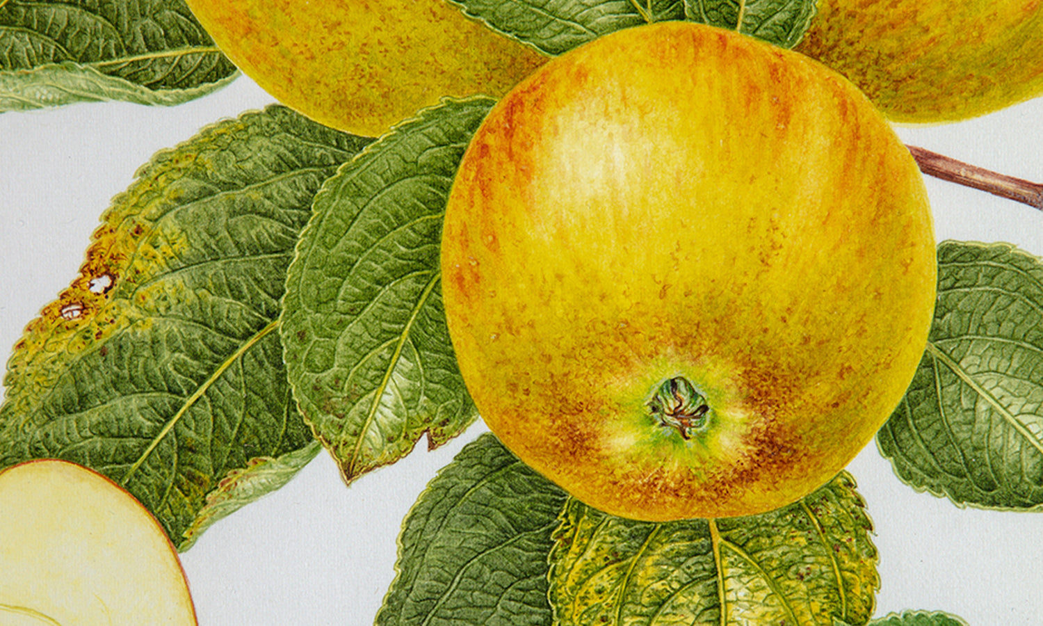 Florilegium Watercolours