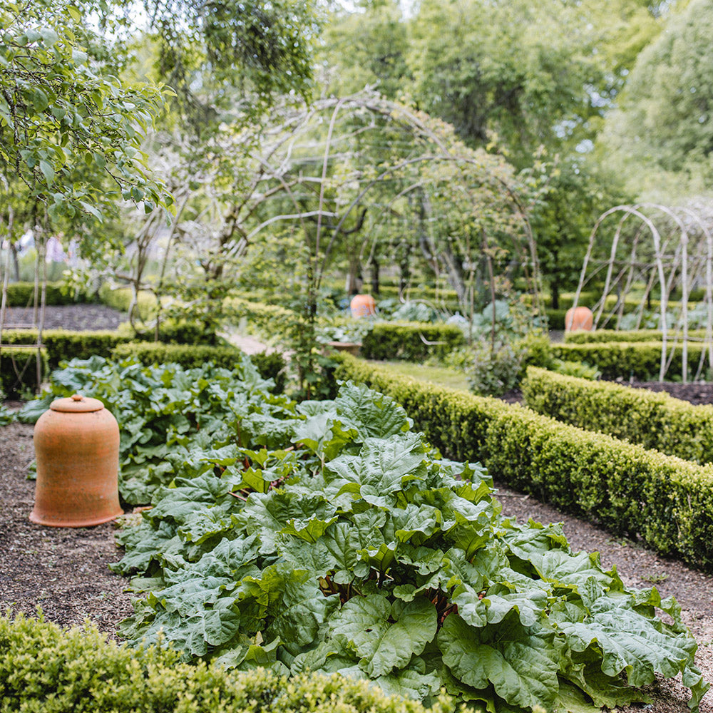 HIGHGROVE ORGANIC RHUBARB IN THE KITCHEN GARDEN