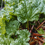 HIGHGROVE ORGANIC RHUBARB IN THE KITCHEN GARDEN