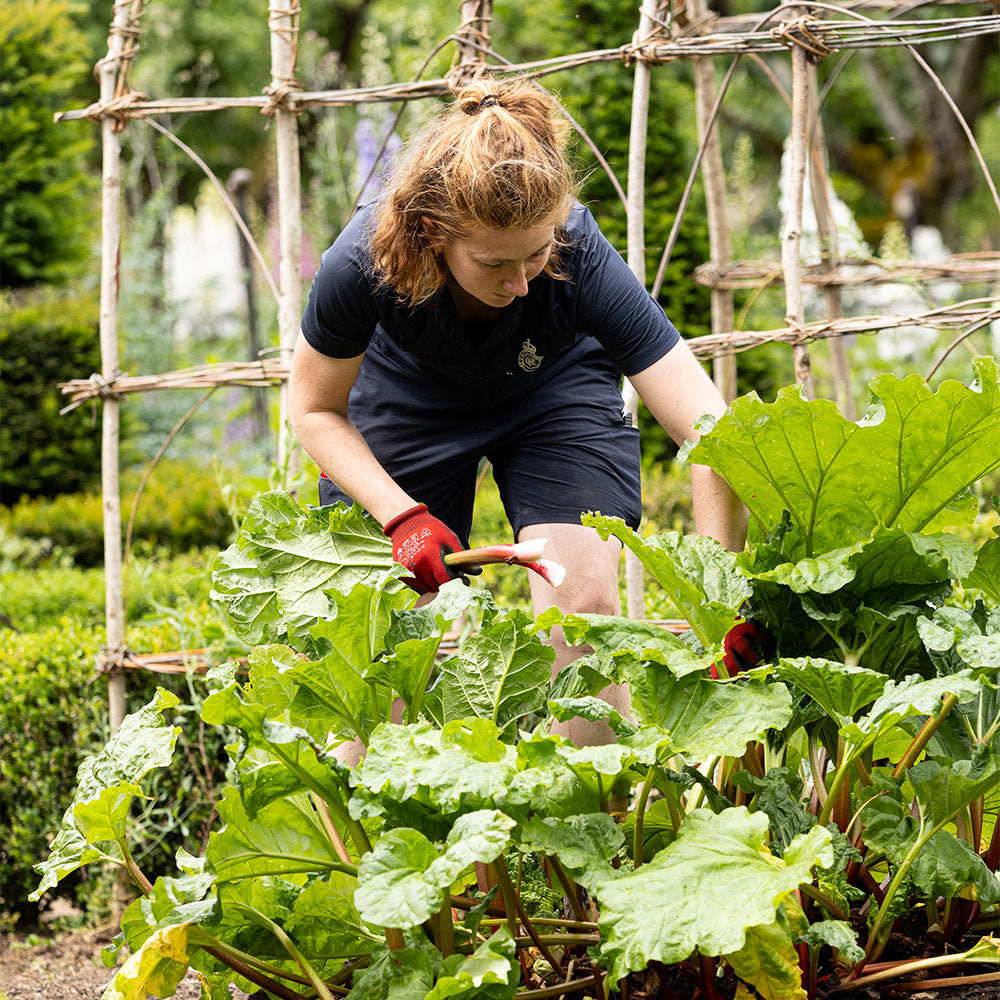 Senior Gardener, Sabrina, picking Rhubarb in Highgrove's Kitchen Garden