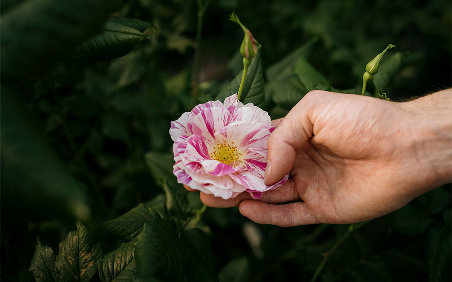 Introducing The King's Rose™ by David Austin | Highgrove News & Blog