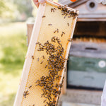 Honeycomb with bees from the royal beehives at Highgrove, with a blurred beekeeper and hive in the background