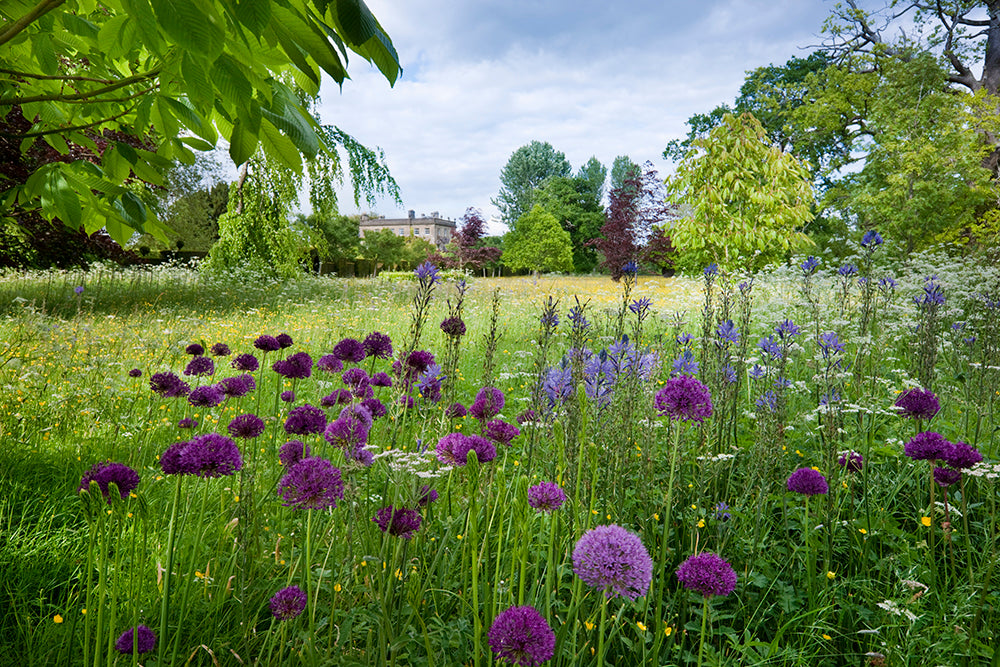 Wildflower Meadow | Highgrove Shop & Gardens