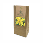Narcissus ‘February Gold’ Bulbs (Pack of 12)