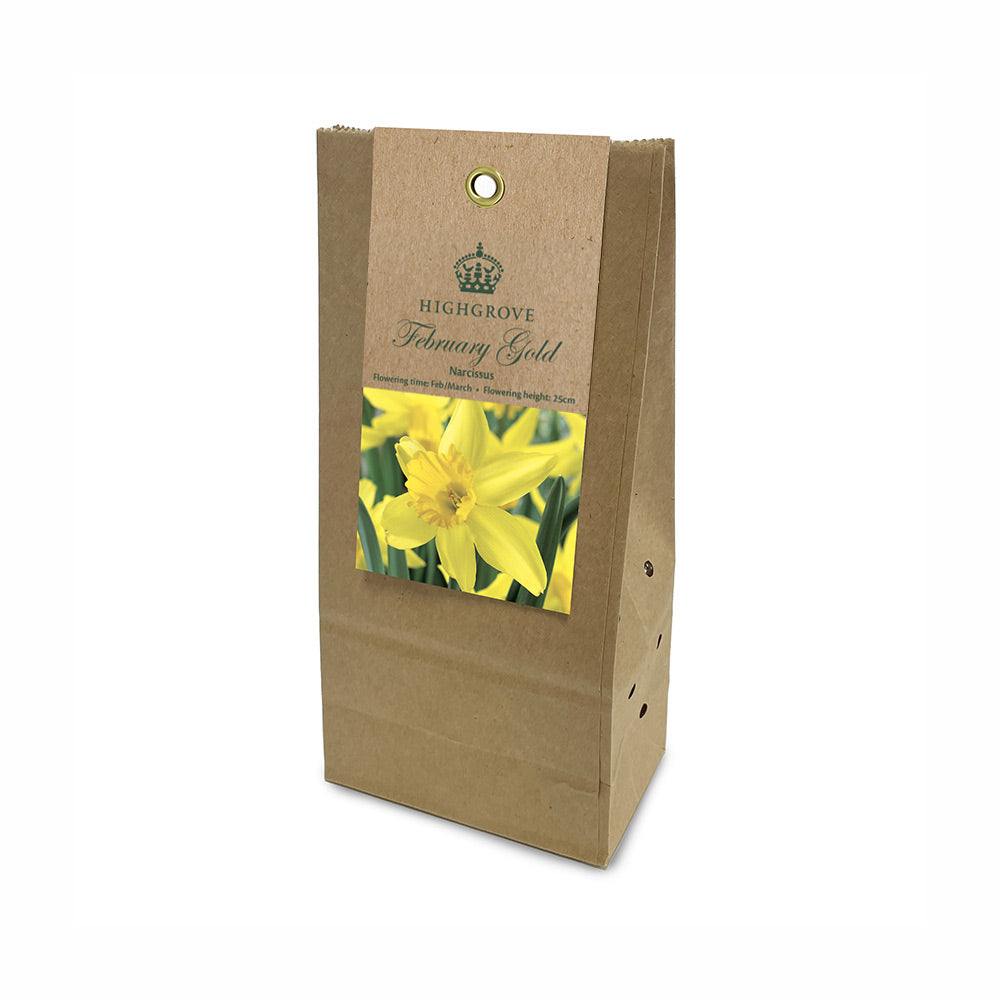 Narcissus ‘February Gold’ Bulbs (Pack of 12)