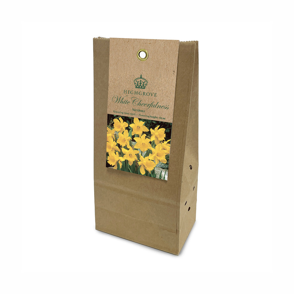 Narcissus ‘King Alfred’ Bulbs (Pack of 9)