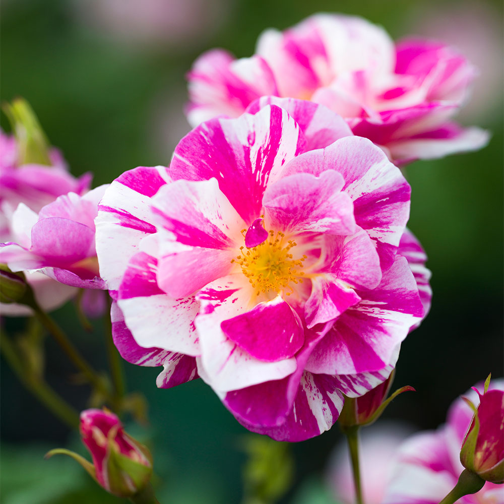 Introducing The King's Rose™ by David Austin | Highgrove News & Blog