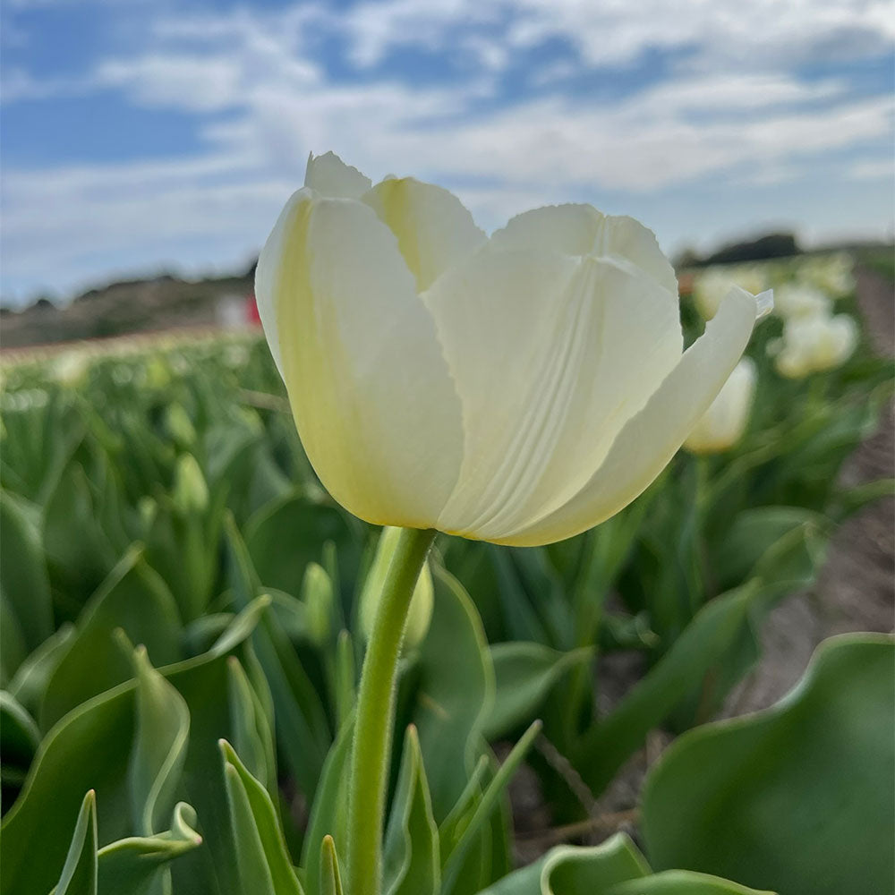 Tulip 'Pays Bas' Bulbs (Pack of 7)