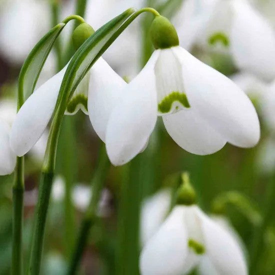 Single Snowdrops 'Galanthus-nivalis' Bulbs (Pack of 7)