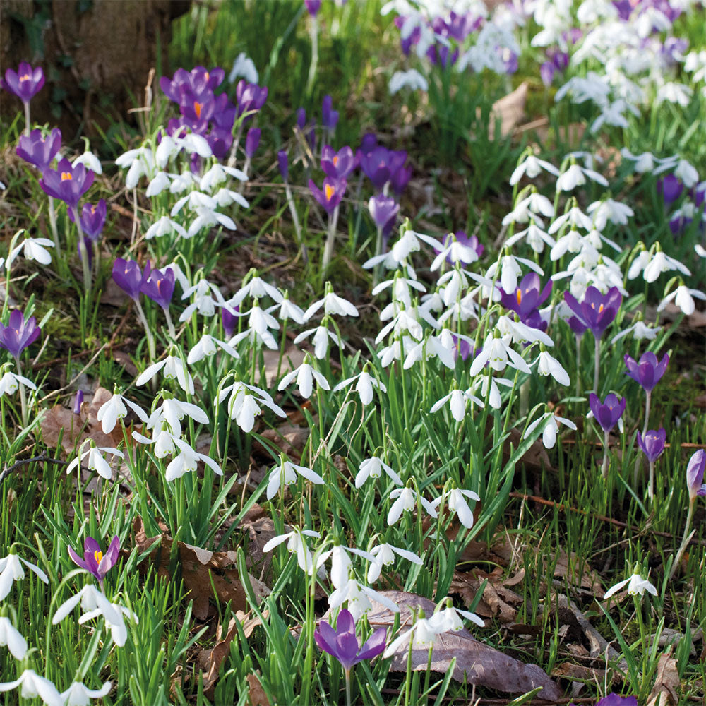 Early Spring Collection 'Crocus Remembrance & Galanthus nivalis' Bulbs (Pack of 20)