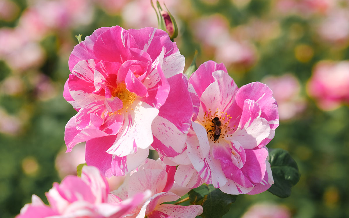 Introducing The King's Rose™ by David Austin | Highgrove News & Blog