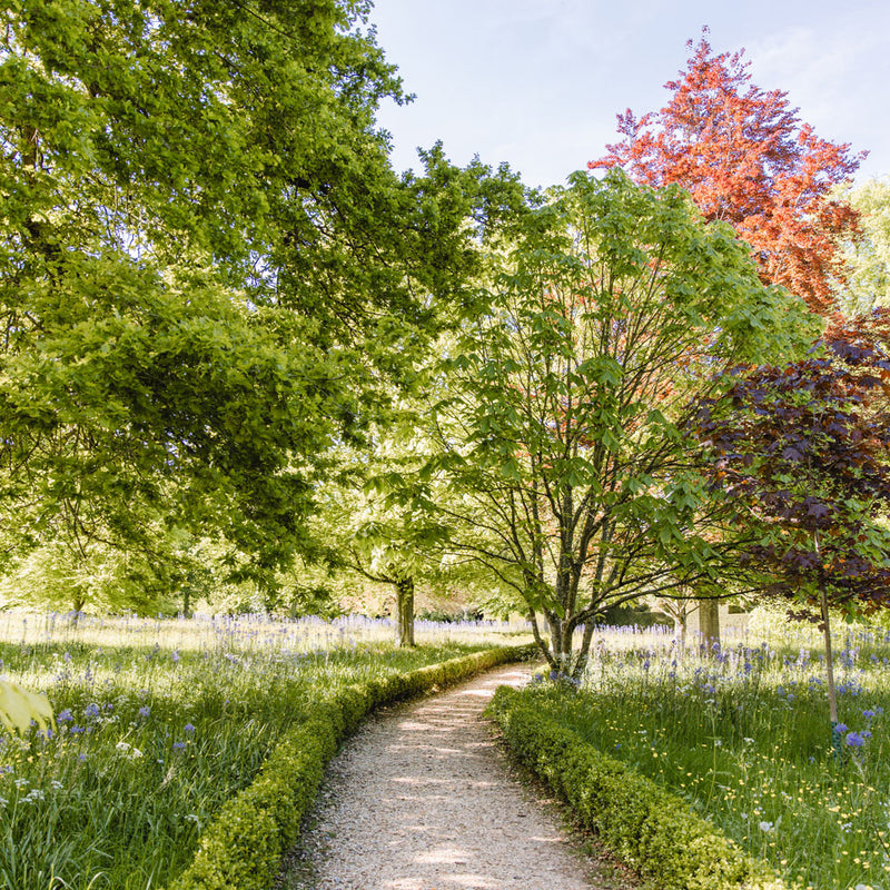 Wildflower Meadow Management