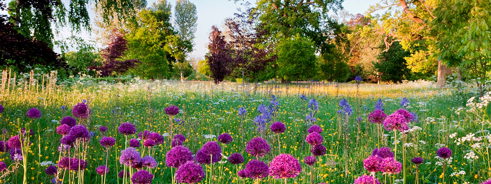 カシニョール 、【BUNCH OF FLOWERS IN MEADOW】 Wildflower Meadow | Highgrove Shop & Gardens
