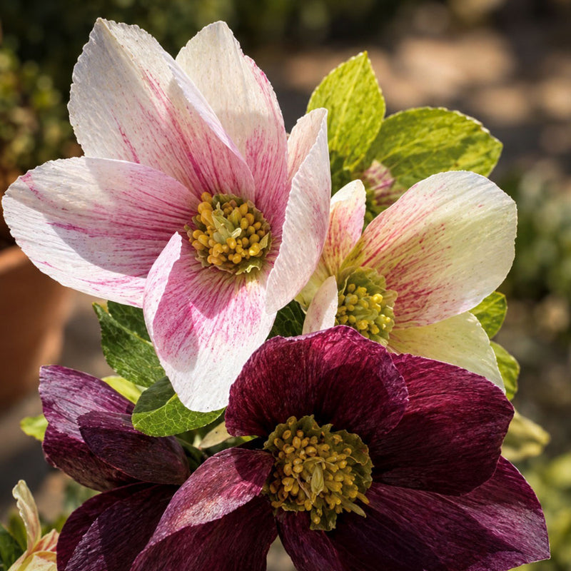 Christmas Roses Workshop 2026 (One-Day)