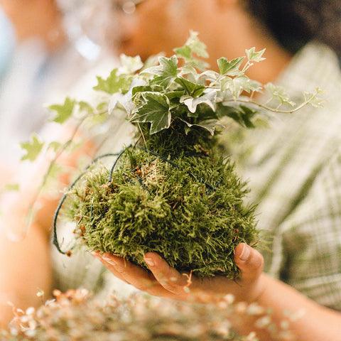 Highgrove Kokedama Workshop: Crafting Balance and Tranquillity (Half-Day)