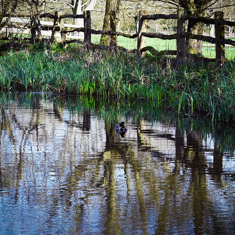 Sustainability in the Garden Experience