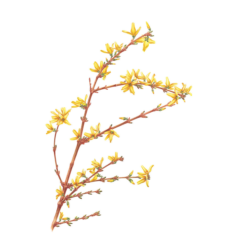 The Highgrove Florilegium