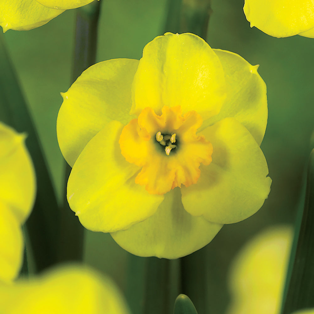 Bloomed Narcissus ‘Sun Disc’ flower