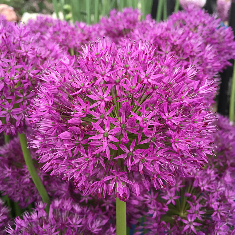 Allium ‘Purple Sensation’ in flower