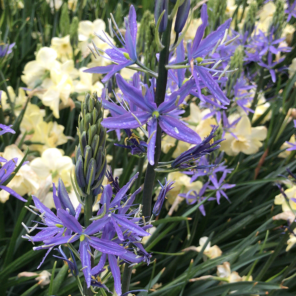 Camassia ‘leichtlinii Caerulea’ in flower