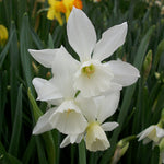 Narcissus ‘Thalia’ in flower