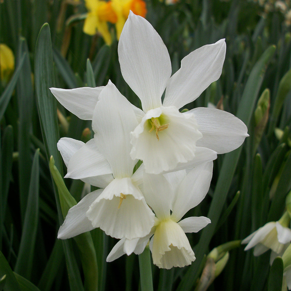 Narcissus ‘Thalia’ in flower