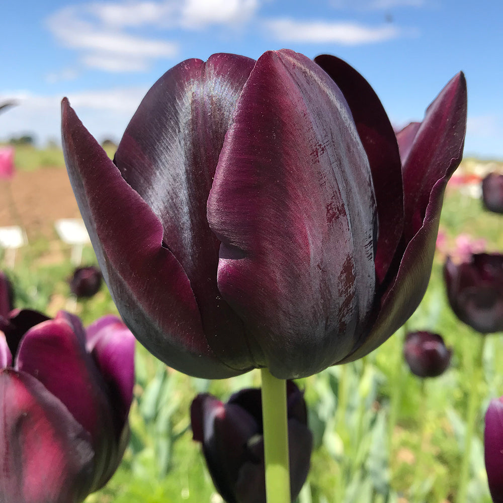 Tulip ‘Queen of the Night’ in flower