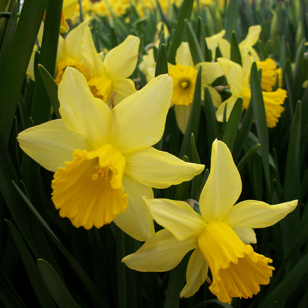 Narcissus ‘February Gold’ in flower