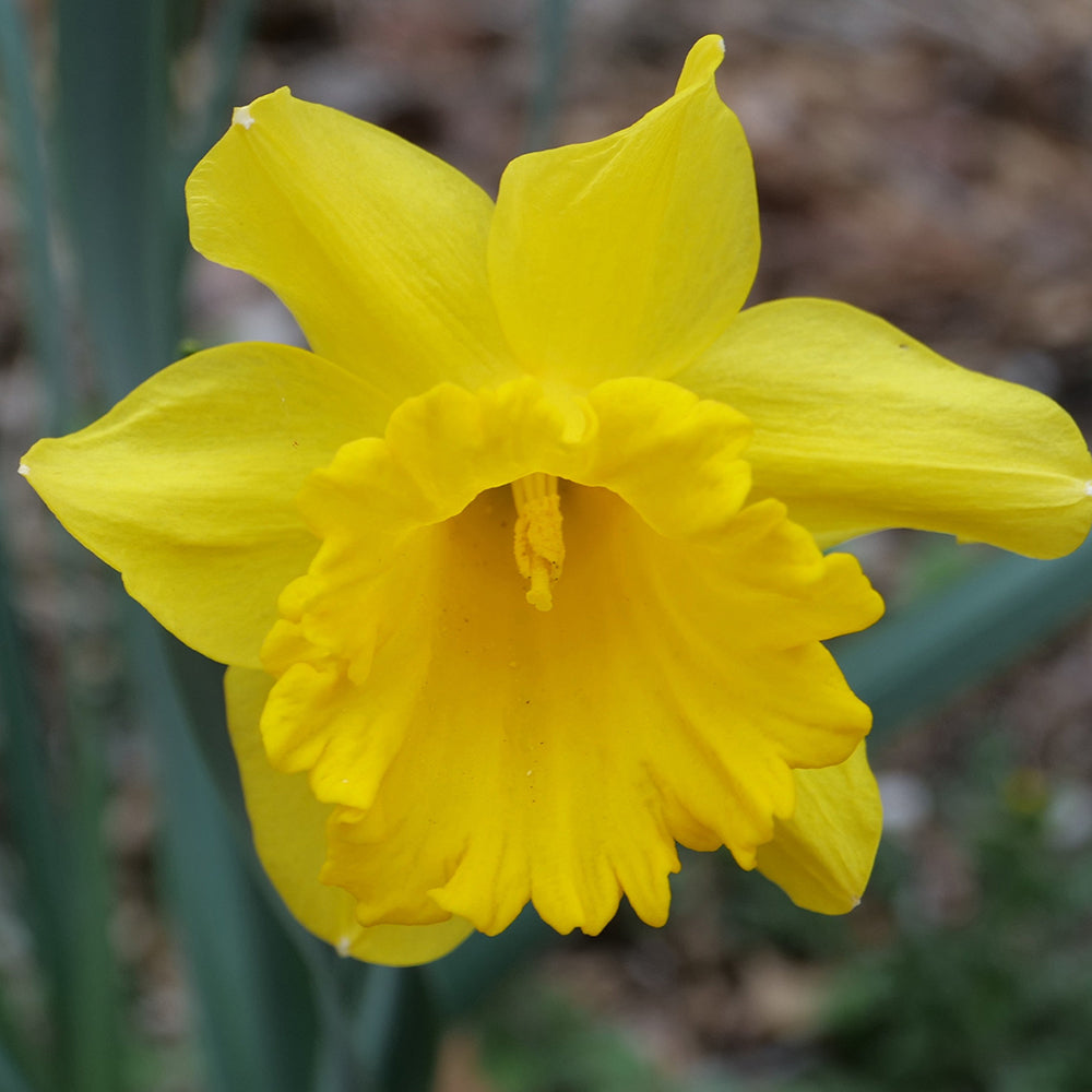 Narcissus ‘King Alfred’ in flower
