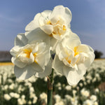 Narcissus ‘White Cheerfulness’ in flower