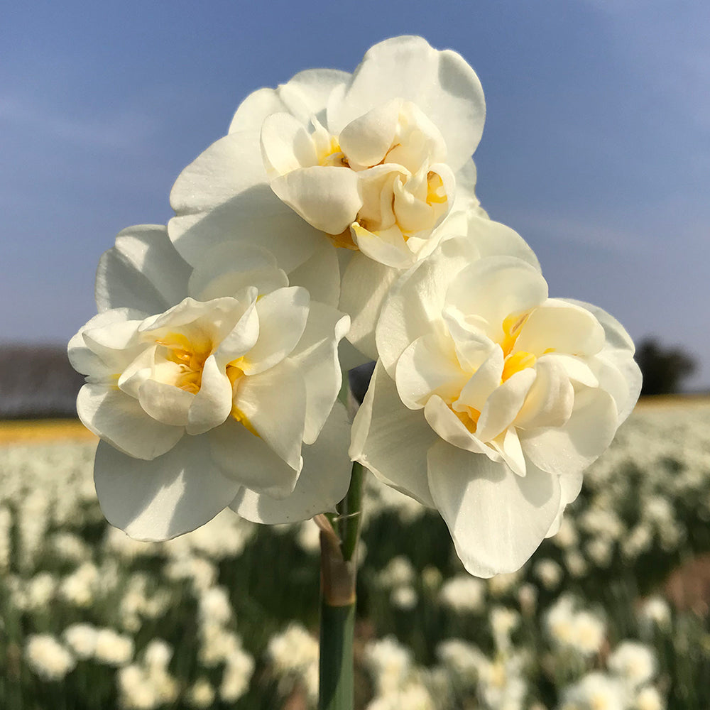 Narcissus ‘White Cheerfulness’ in flower