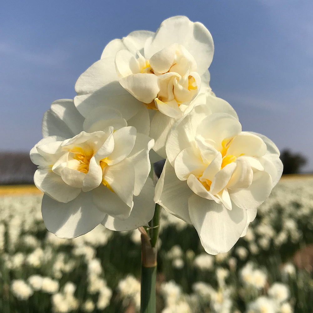 Narcissus ‘White Cheerfulness’ Bulbs (Pack of 7)