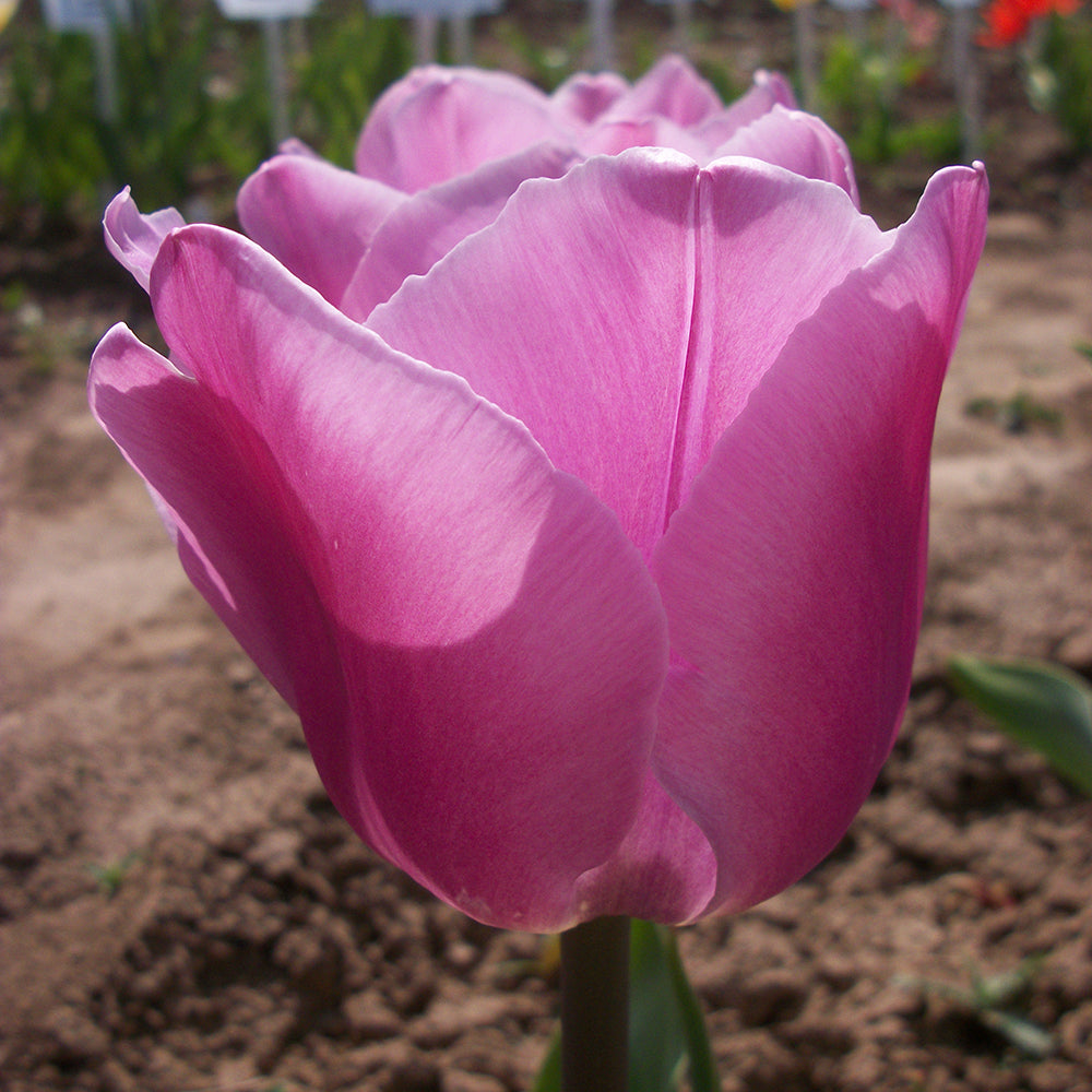 Tulip ‘Synaeda Amor’ Bulbs (Pack of 10)