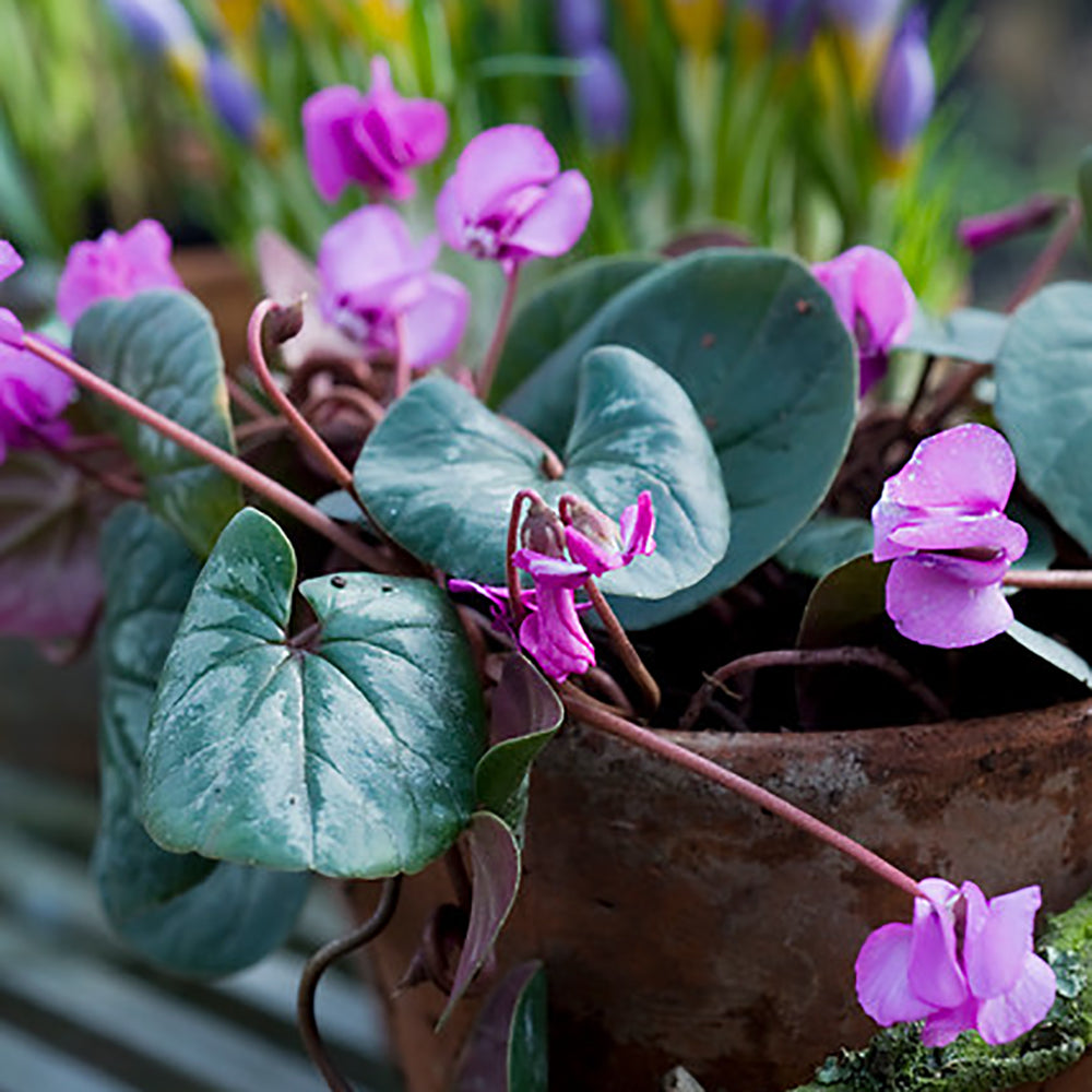 Cyclamen ‘coum’ in flower