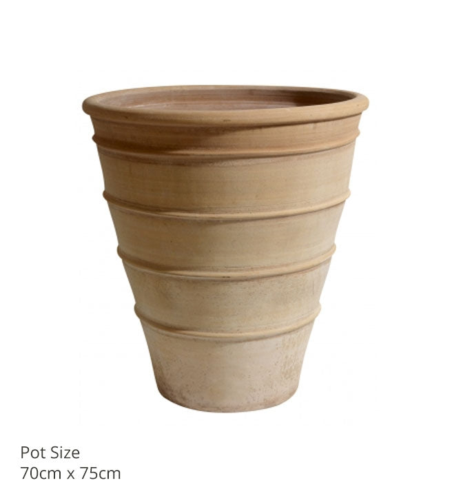 Citrus Pots (various sizes)