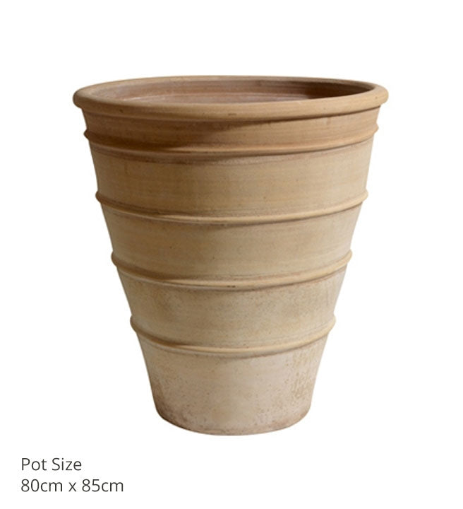 Citrus Pots (various sizes)