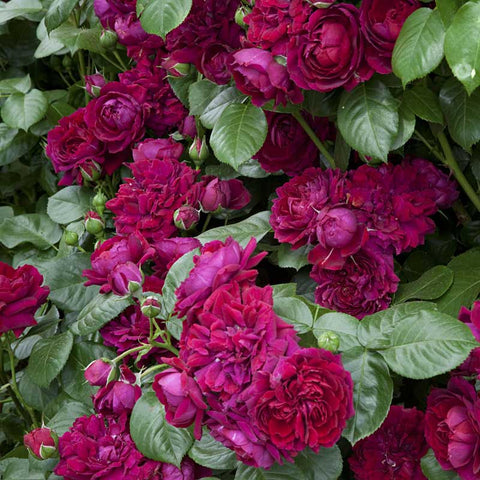 The Highgrove Rose in a Container
