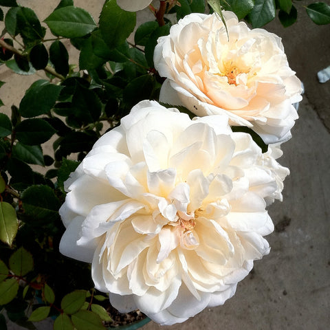 The Queen's Diamond Jubilee Rose - Bare Root