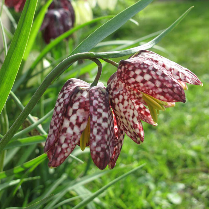 Fritillaria ‘meleagris’ in flower