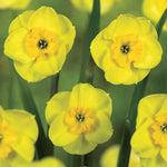 Narcissus ‘Sun Disc’ in flower