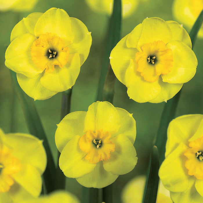 Narcissus ‘Sun Disc’ in flower