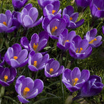 Crocus ‘Remembrance’ Bulbs in flower